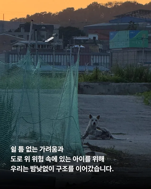 화성유기방치학대 현장 사진