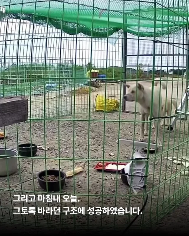 화성유기방치학대 현장 사진