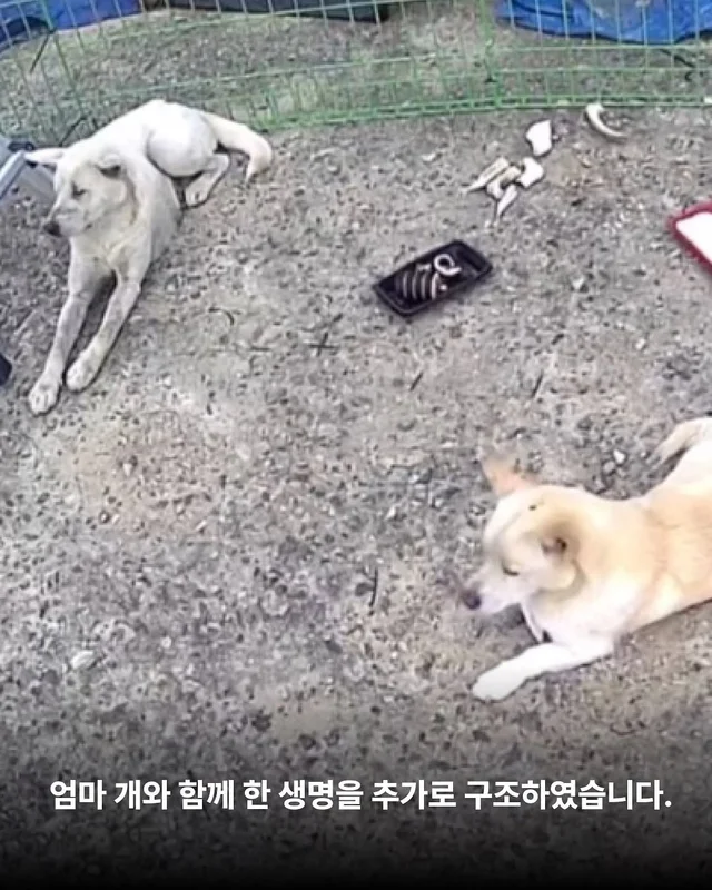 화성유기방치학대 현장 사진
