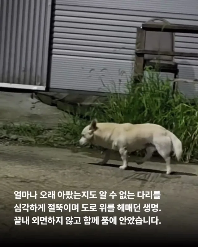 화성유기방치학대 현장 사진