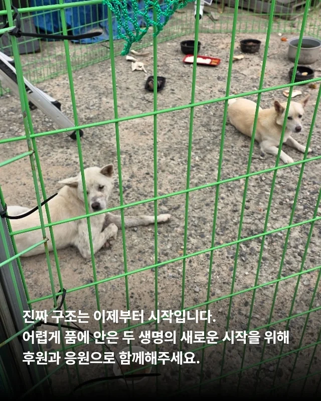 화성유기방치학대 현장 사진
