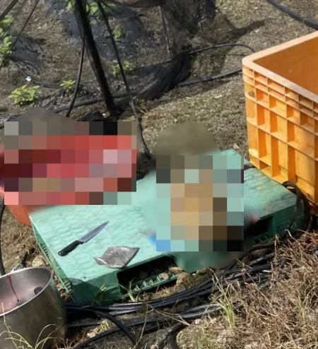아침에 꼬리 흔들던 까만 개가…점심 전에 '해체.. 보도 사진