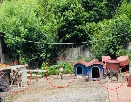 아침에 꼬리 흔들던 까만 개가…점심 전에 '해체.. 보도 사진