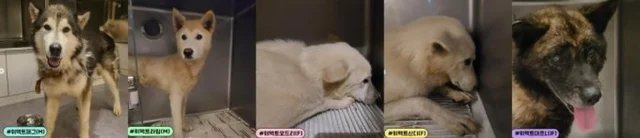 아침에 꼬리 흔들던 까만 개가…점심 전에 '해체.. 보도 사진