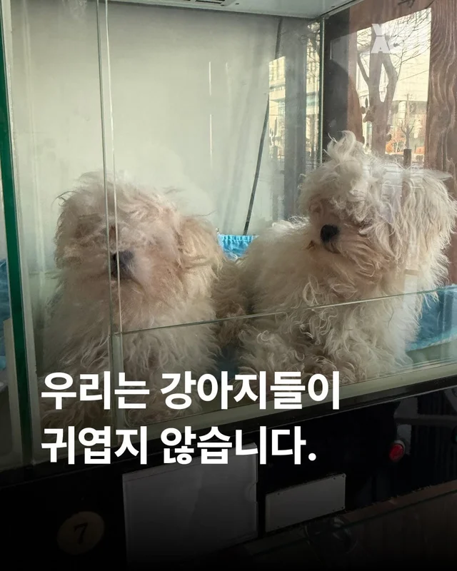 우리는 이 강아지들이 귀엽지 않습니다. 현장 사진
