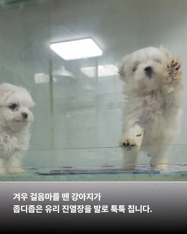 우리는 이 강아지들이 귀엽지 않습니다. 현장 사진