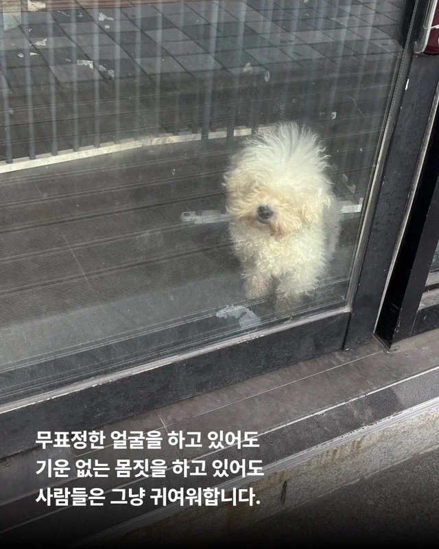 우리는 이 강아지들이 귀엽지 않습니다. 현장 사진