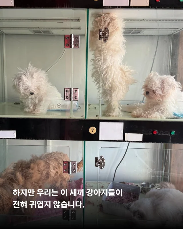 우리는 이 강아지들이 귀엽지 않습니다. 현장 사진