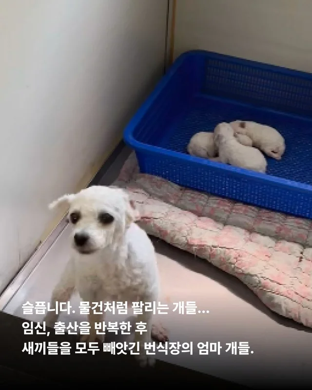 우리는 이 강아지들이 귀엽지 않습니다. 현장 사진