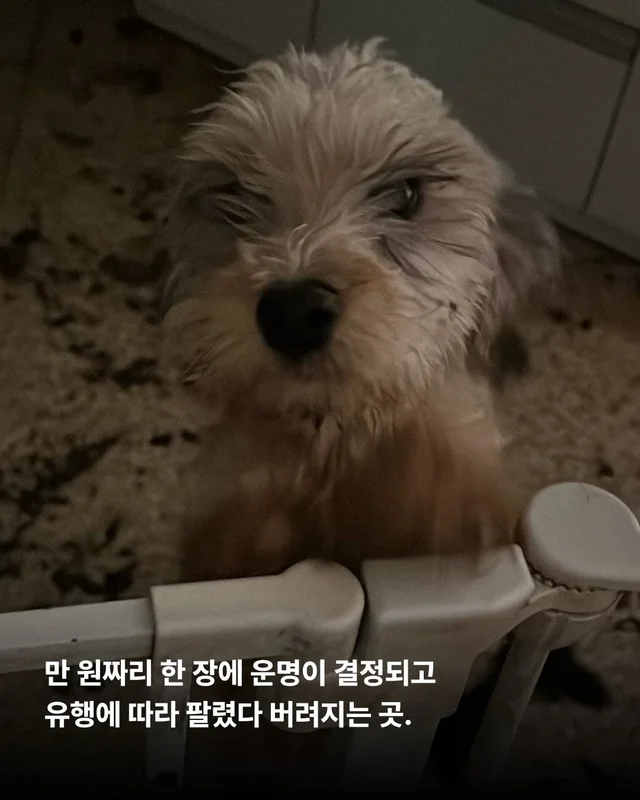 우리는 이 강아지들이 귀엽지 않습니다. 현장 사진
