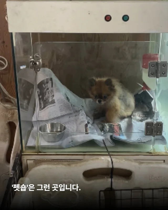우리는 이 강아지들이 귀엽지 않습니다. 현장 사진