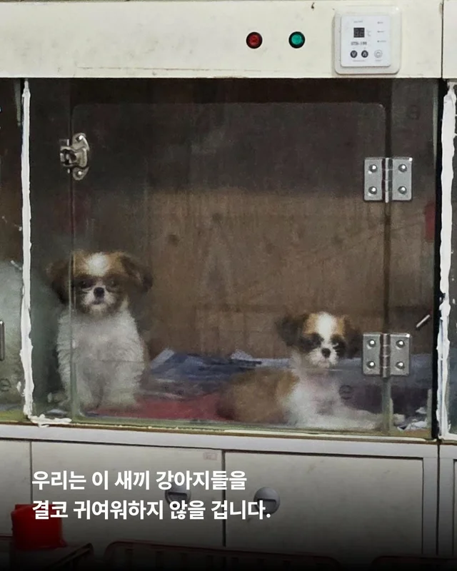 우리는 이 강아지들이 귀엽지 않습니다. 현장 사진