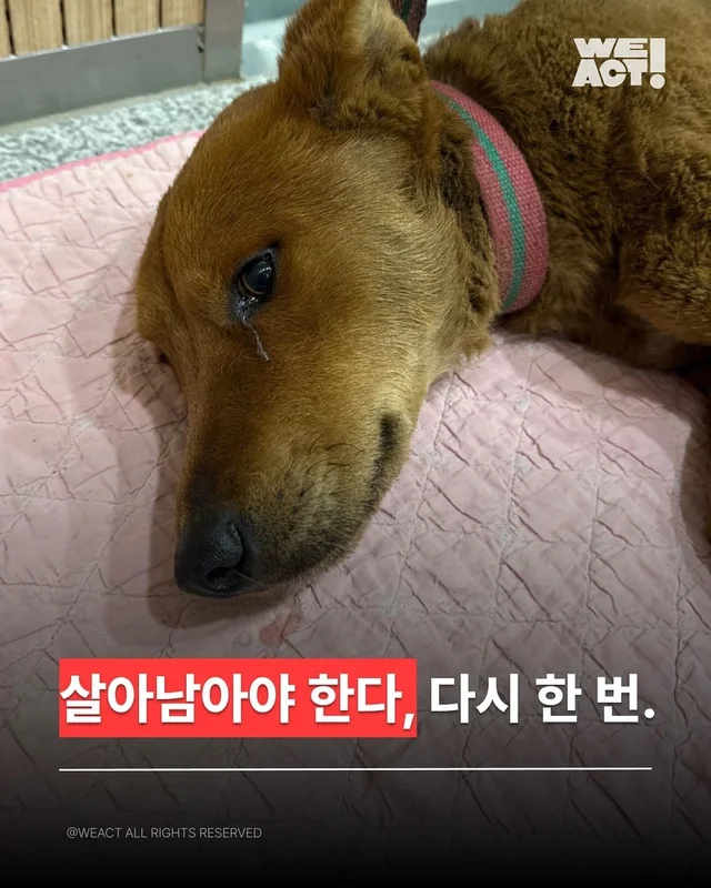 살아남아야 한다, 다시 한 번 현장 사진