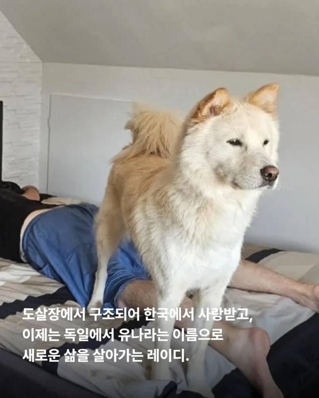 위액트의 슈퍼 레에디, 독일에서 체크인 완료 현장 사진
