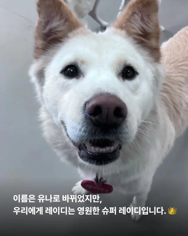 위액트의 슈퍼 레에디, 독일에서 체크인 완료 현장 사진