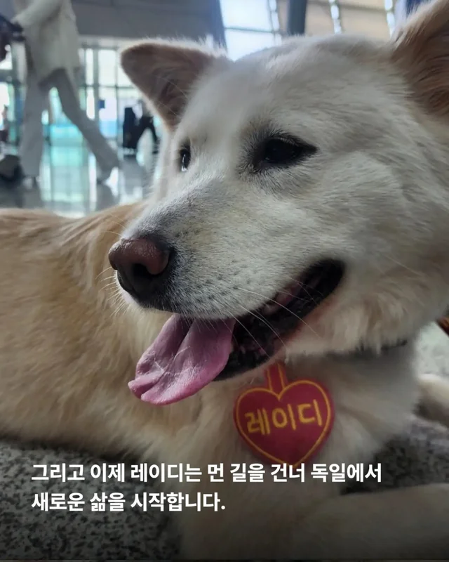위액트의 슈퍼 레에디, 독일에서 체크인 완료 현장 사진