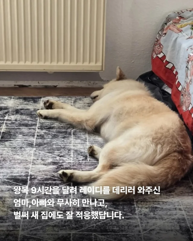 위액트의 슈퍼 레에디, 독일에서 체크인 완료 현장 사진