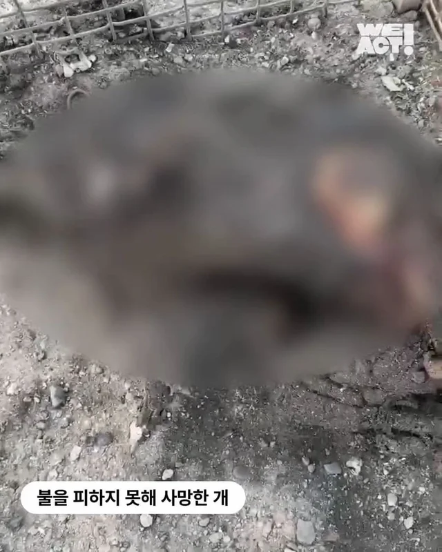 경북 산불 구조 현장 사진