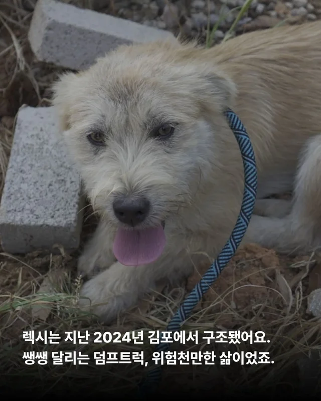 이렇게 행복한 강아지 처음 보세요 !? 현장 사진