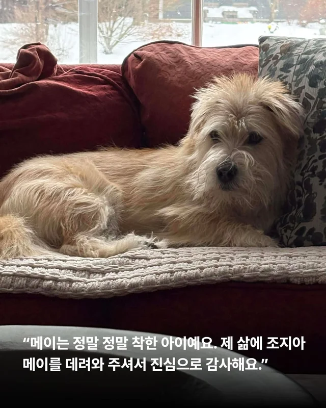 이렇게 행복한 강아지 처음 보세요 !? 현장 사진