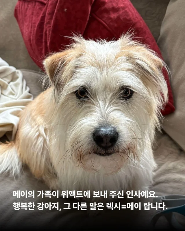 이렇게 행복한 강아지 처음 보세요 !? 현장 사진
