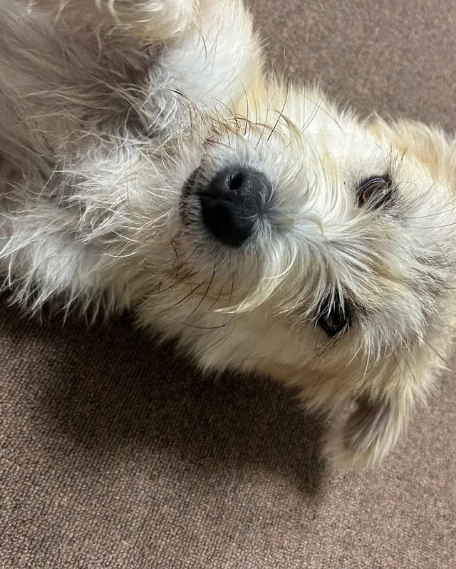이렇게 행복한 강아지 처음 보세요 !? 현장 사진