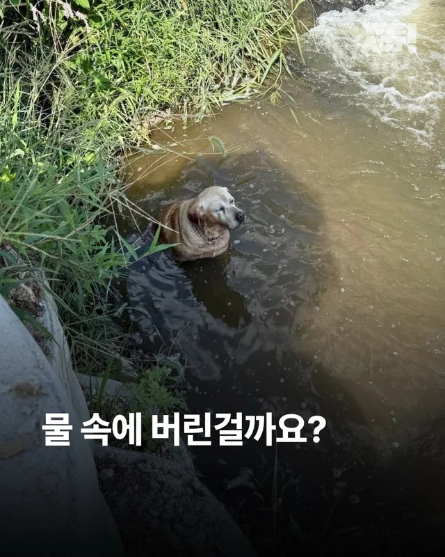 평택 방치견 현장 사진