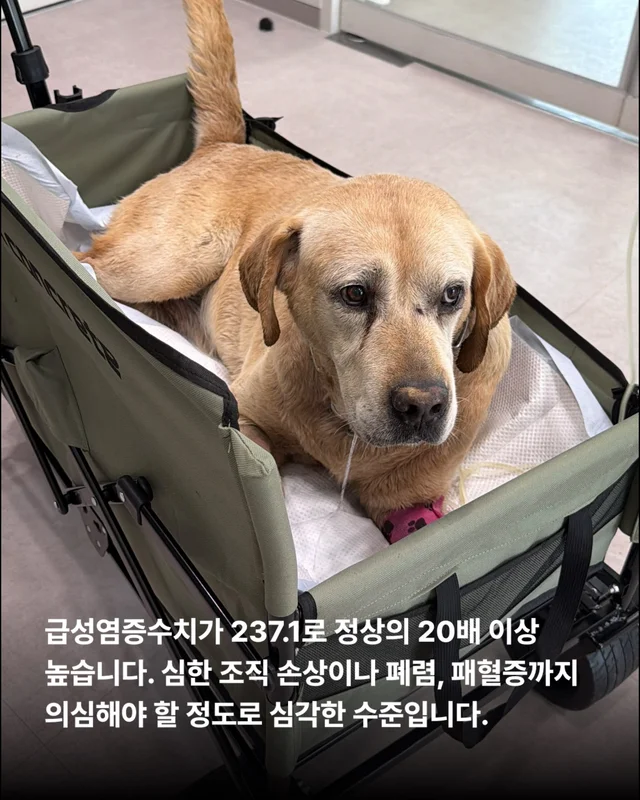 평택 방치견 현장 사진