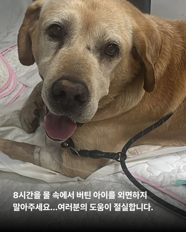평택 방치견 현장 사진
