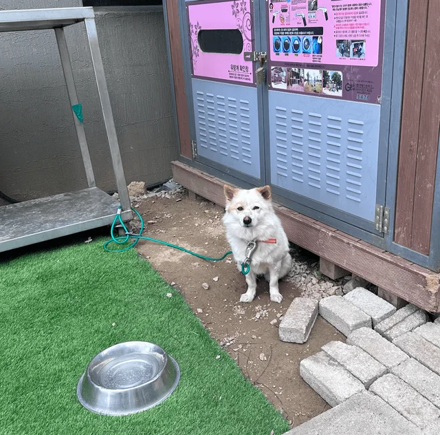 용인시보호소 현장 사진