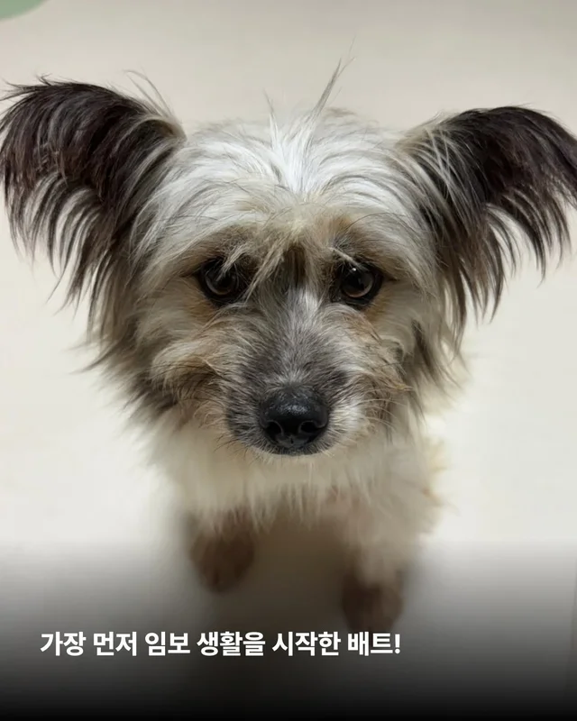 옥상을 나온 개들! 내일을 꿈꾸다. #위액트배트 #위액.. 현장 사진