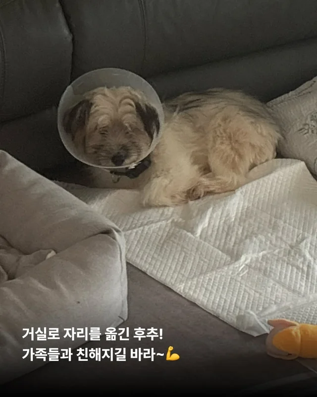 옥상을 나온 개들! 내일을 꿈꾸다. #위액트배트 #위액.. 현장 사진