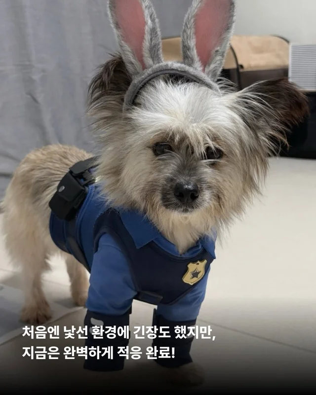 옥상을 나온 개들! 내일을 꿈꾸다. #위액트배트 #위액.. 현장 사진