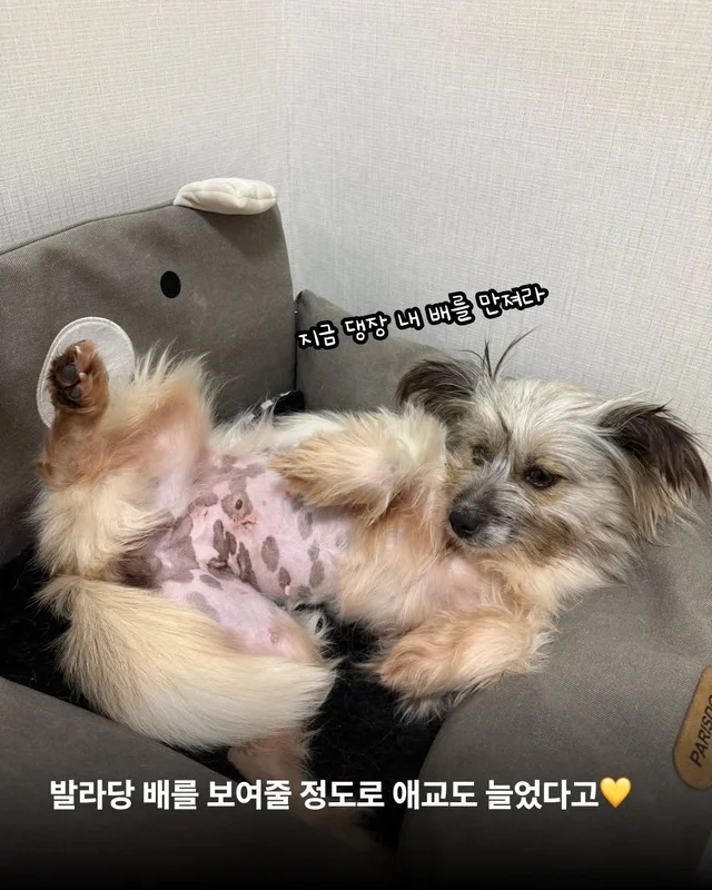 옥상을 나온 개들! 내일을 꿈꾸다. #위액트배트 #위액.. 현장 사진