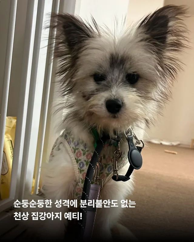 옥상을 나온 개들! 내일을 꿈꾸다. #위액트배트 #위액.. 현장 사진