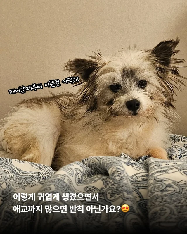 옥상을 나온 개들! 내일을 꿈꾸다. #위액트배트 #위액.. 현장 사진