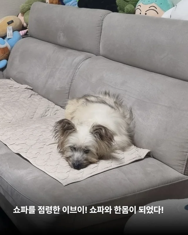 옥상을 나온 개들! 내일을 꿈꾸다. #위액트배트 #위액.. 현장 사진