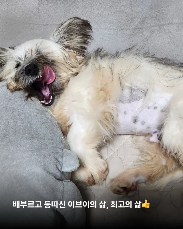 옥상을 나온 개들! 내일을 꿈꾸다. #위액트배트 #위액.. 현장 사진