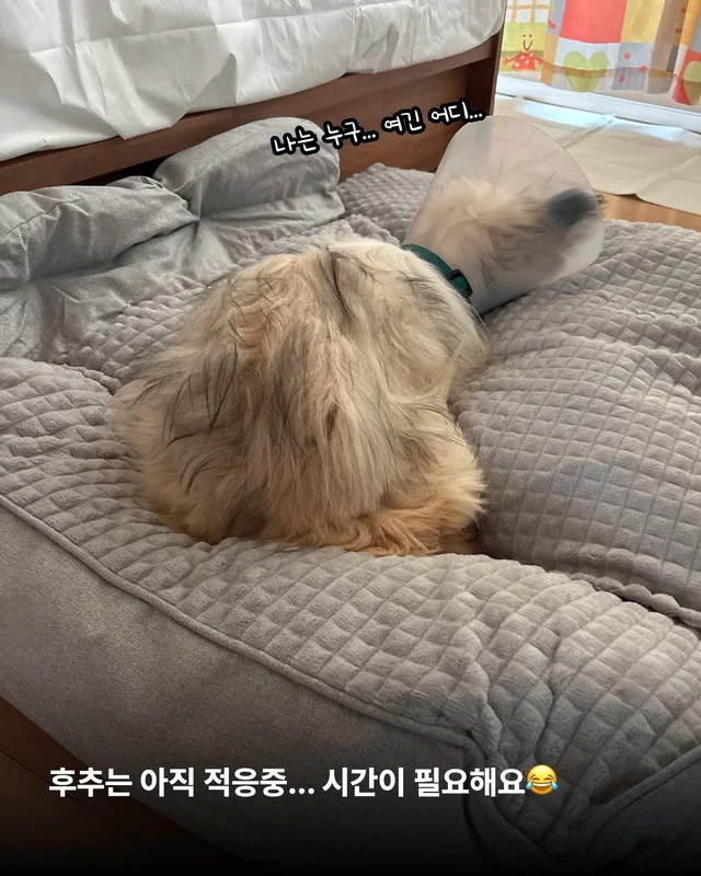 옥상을 나온 개들! 내일을 꿈꾸다. #위액트배트 #위액.. 현장 사진
