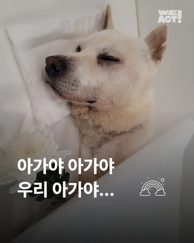 아가야 아가야 우리 아가야 현장 사진