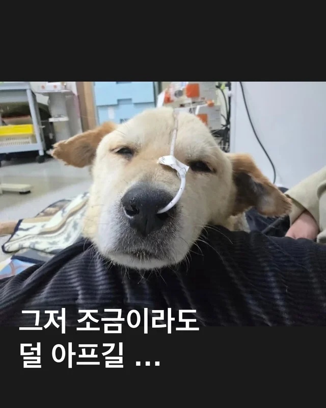 그저 조금이라도 덜 아프길 .. 현장 사진
