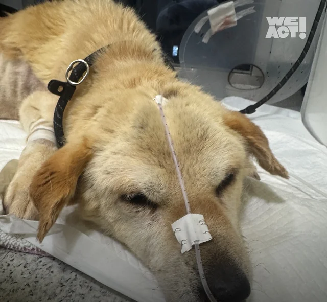 그저 조금이라도 덜 아프길 .. 현장 사진