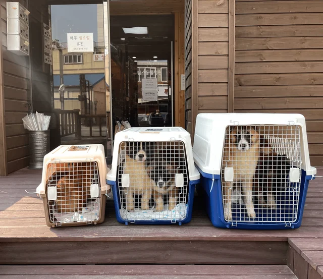울진산불구조견 현장 사진