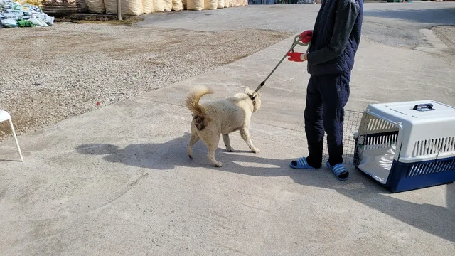 울진산불구조견 현장 사진