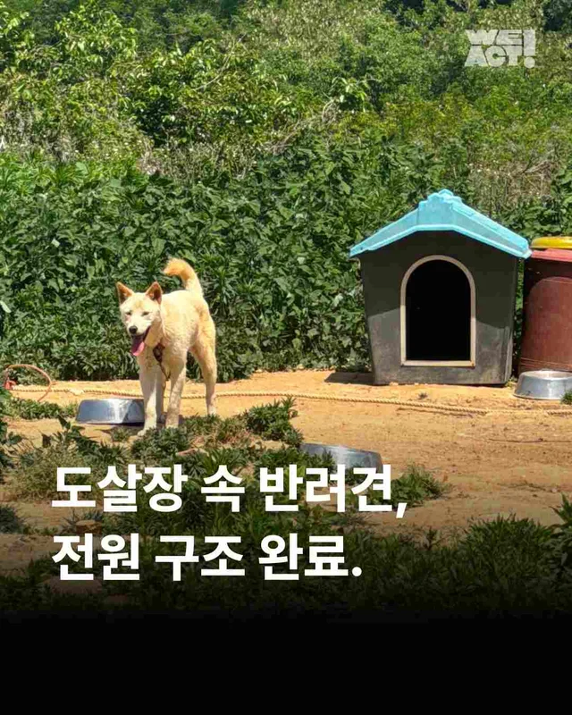 순천불법도살장2 현장 사진