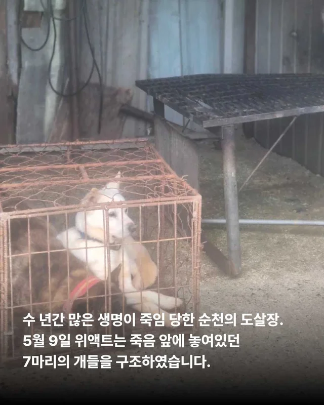 순천불법도살장2 현장 사진