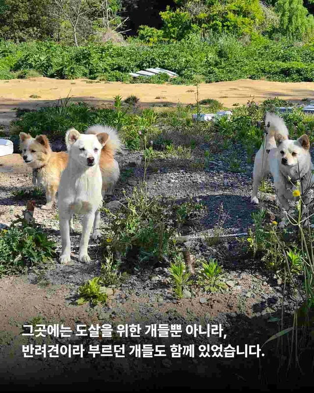 순천불법도살장2 현장 사진
