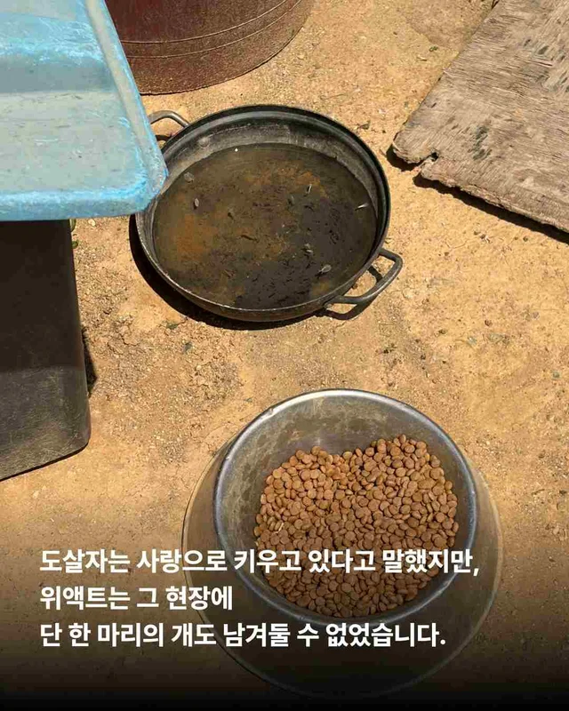 순천불법도살장2 현장 사진