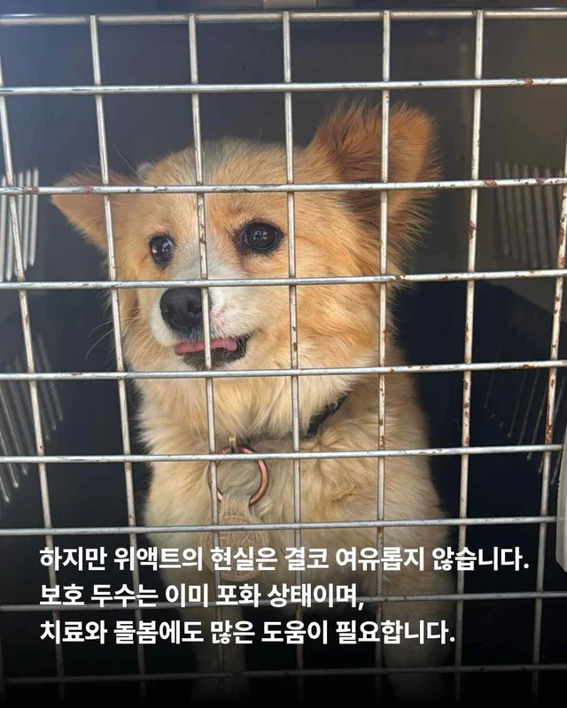 순천불법도살장2 현장 사진