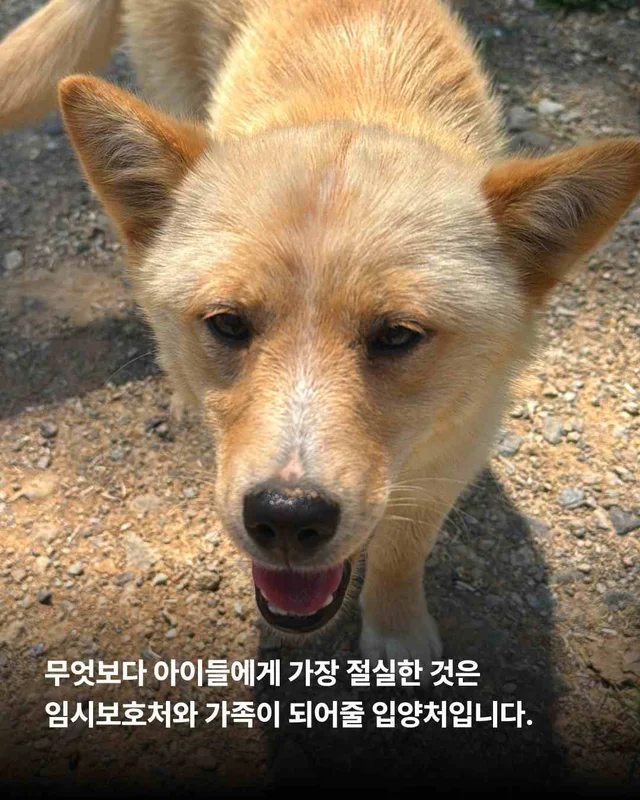 순천불법도살장2 현장 사진